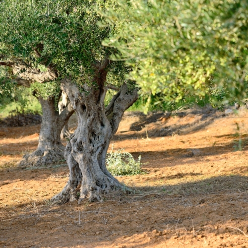 Puglia, il biometano dà una mano agli olivicoltori